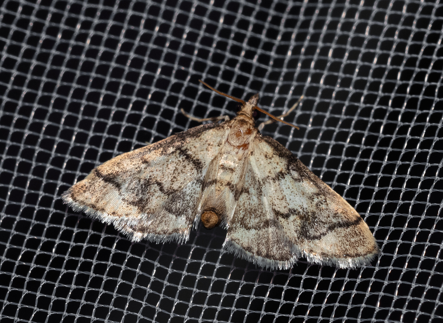 Metasia ophialis - kígyósávos tűzmoly