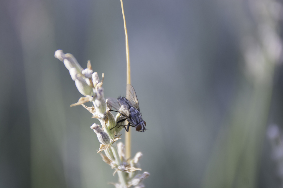 Sarcophagidae - húslégyfélék