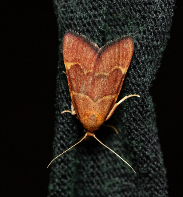 Hypsopygia