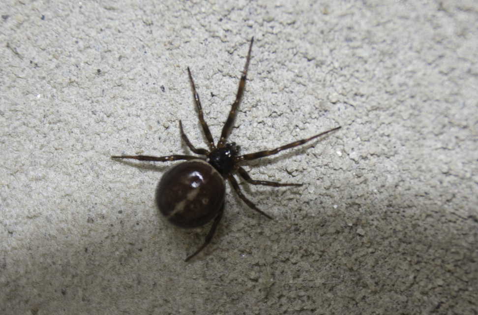 Steatoda bipunctata - kétpettyes faggyúpók