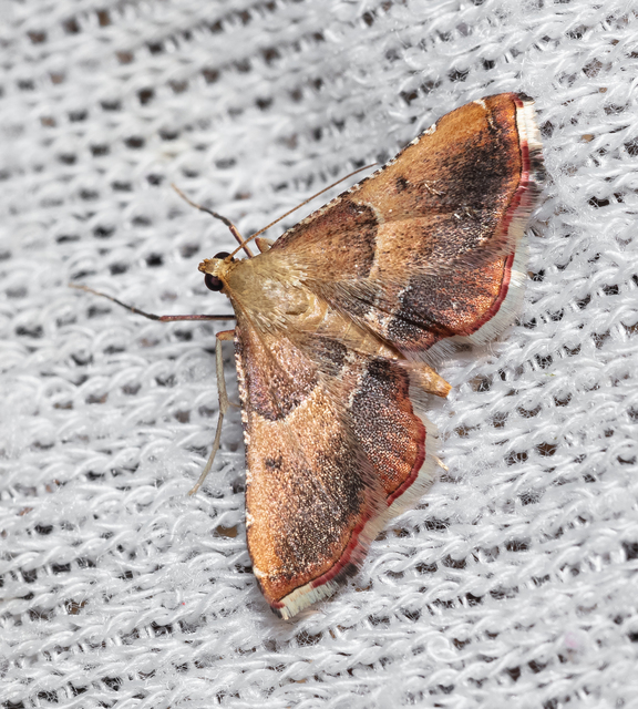 Endotricha flammealis - tüzesszárnyú fényilonca