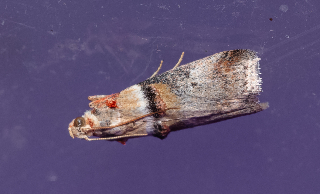 Acrobasis tumidana - bordás karcsúmoly