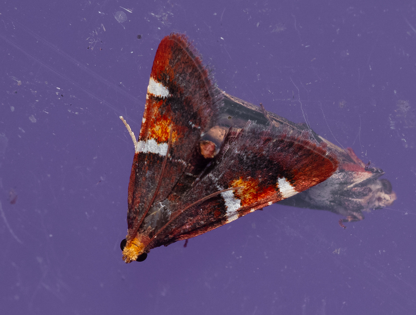 Pyralis regalis - pompás fényilonca