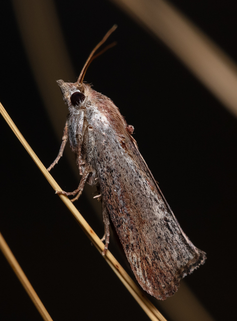 Galleria mellonella - nagy viaszmoly