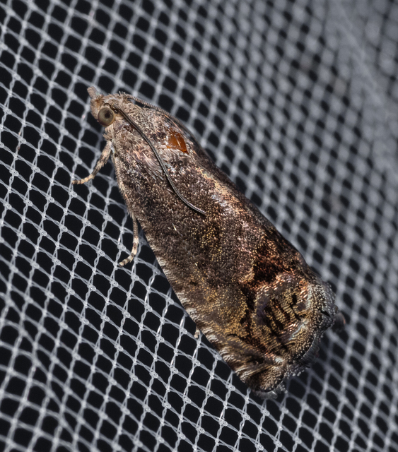 Cydia splendana - tölgymakkmoly