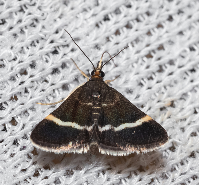 Pyrausta cingulata/rectefascialis