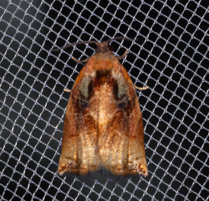 Archips podana - dudvarágó sodrómoly