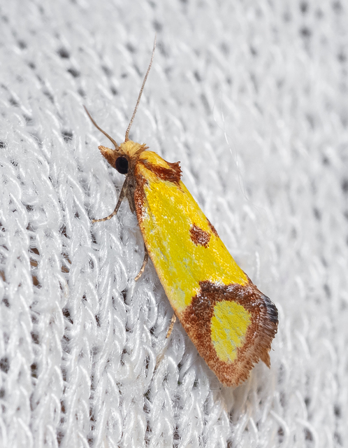 Agapeta zoegana - barnacsíkos sárgamoly