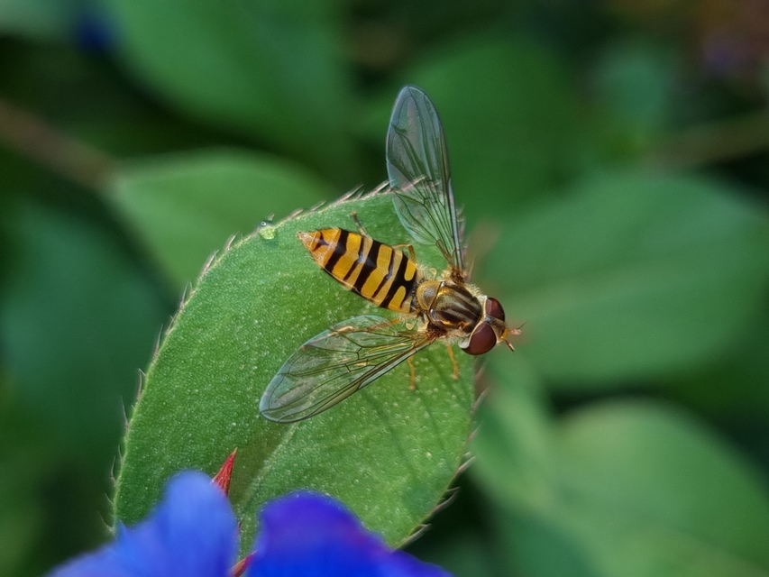Episyrphus balteatus - ékfoltos zengőlégy