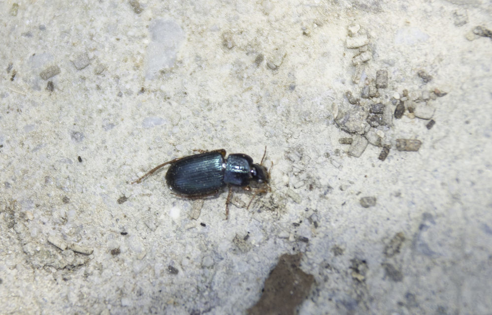 Ophonus azureus - azúrkék bársonyfutó