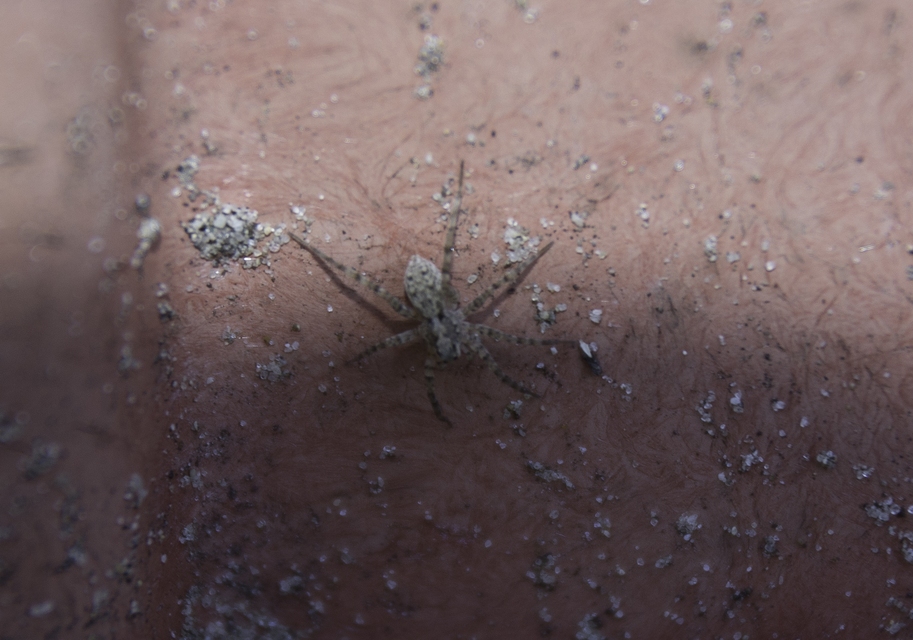 Pardosa
