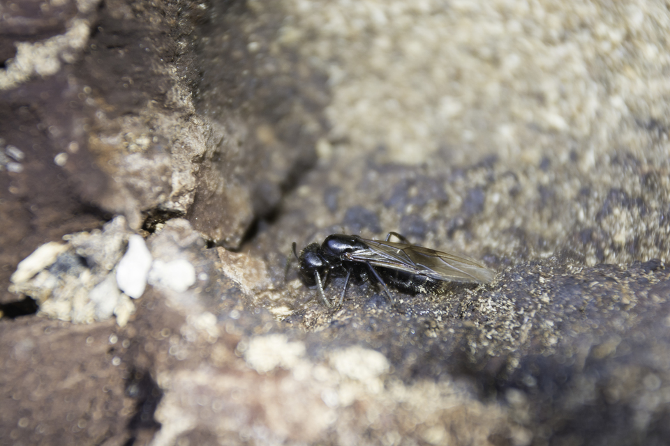 Camponotus vagus - fekete lóhangya