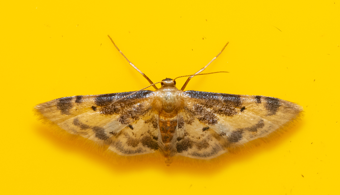 Idaea filicata - sötéttövű apróaraszoló