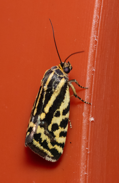 Emmelia trabealis - zebrabagoly
