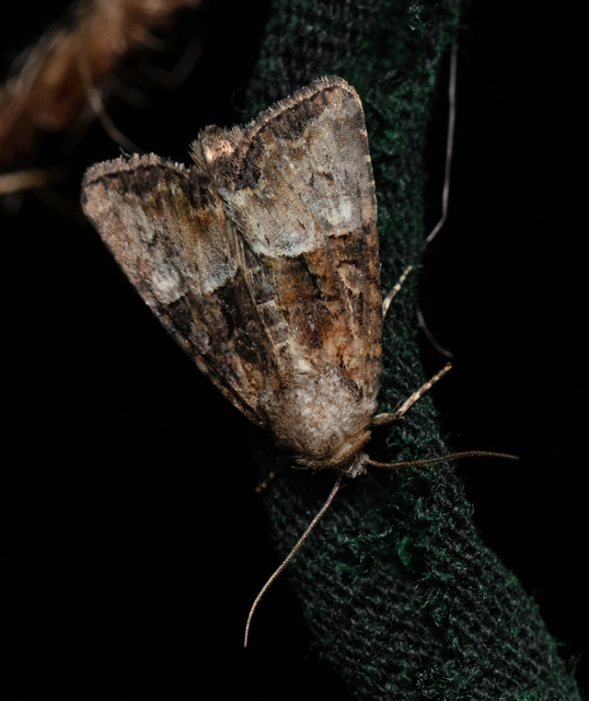Mesoligia furuncula - kétszínű dudvabagoly