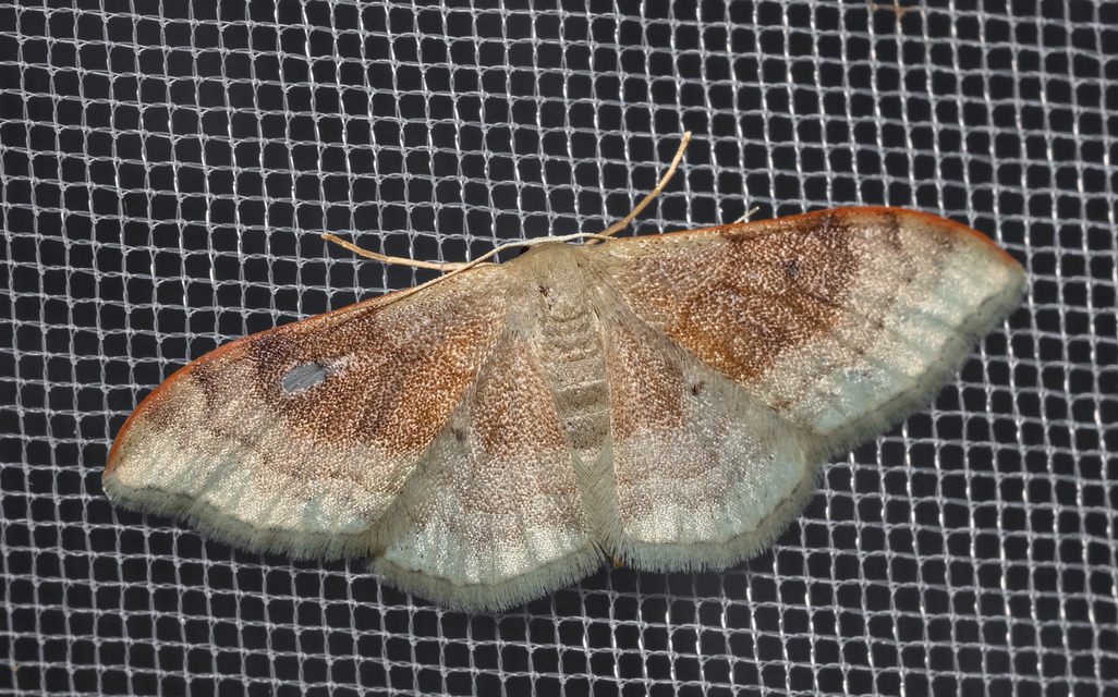 Idaea degeneraria - barnasávos araszoló
