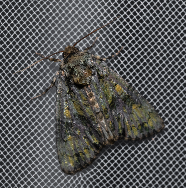 Craniophora ligustri - fagyalbagoly