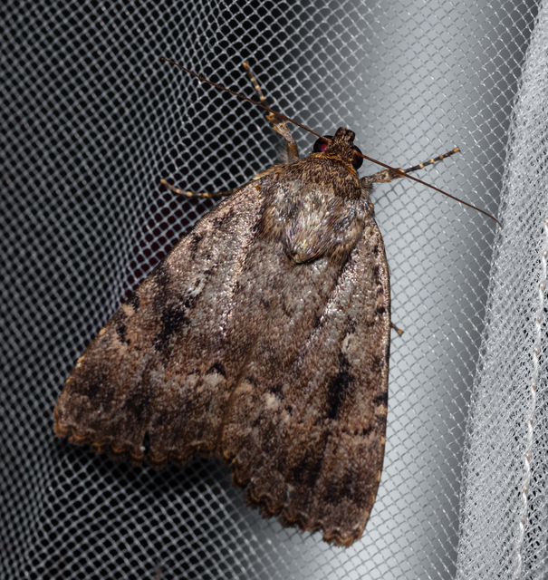 Amphipyra berbera/pyramidea