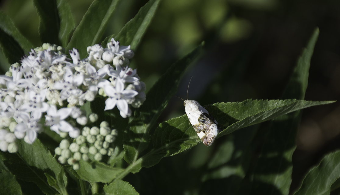 Acontia lucida - fehér nappalibagoly
