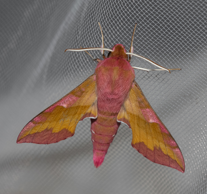 Deilephila porcellus - piros szender