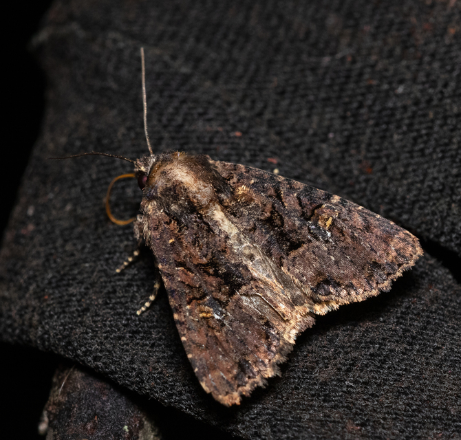 Mesapamea secalella/secalis