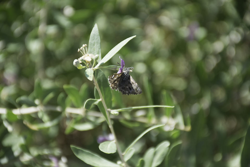 Carcharodus floccifera - pemetefű-busalepke