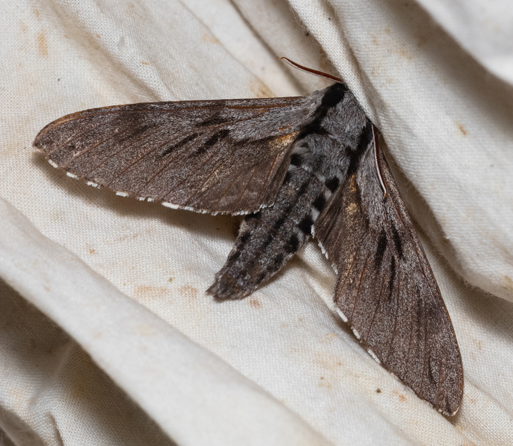 Hyloicus pinastri - fenyőszender