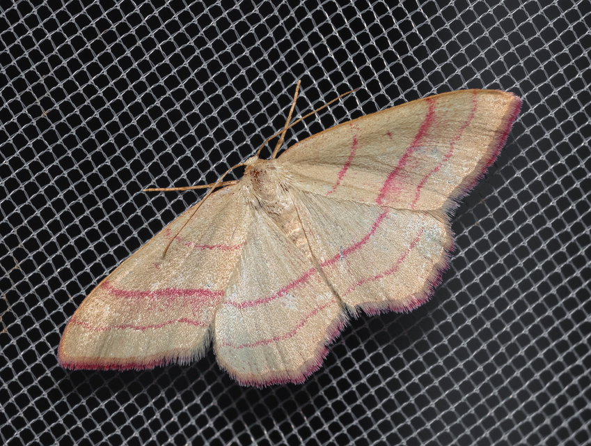 Rhodostrophia vibicaria - pirosszélű araszoló