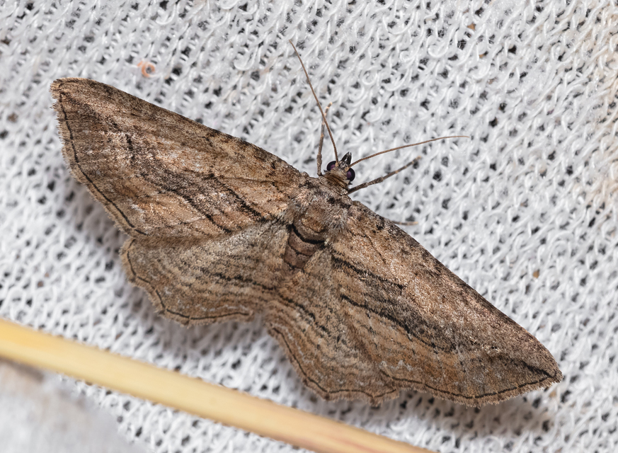 Horisme corticata - barna iszalagaraszoló