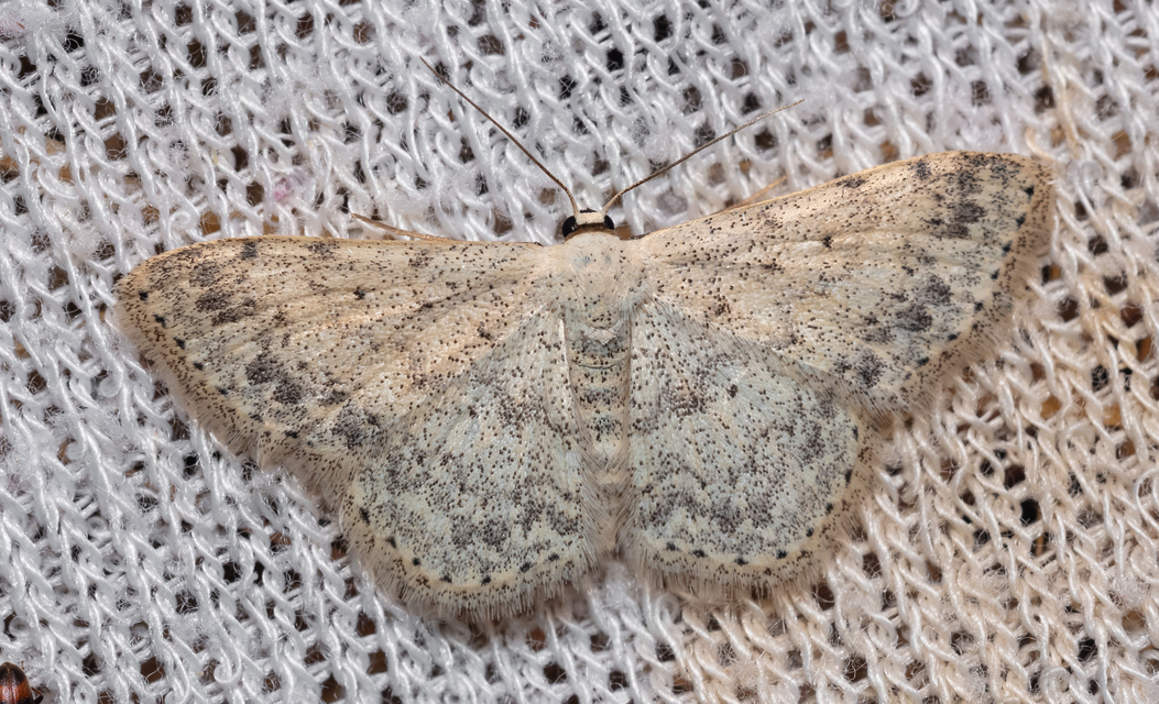Scopula marginepunctata - pettyes sávosaraszoló