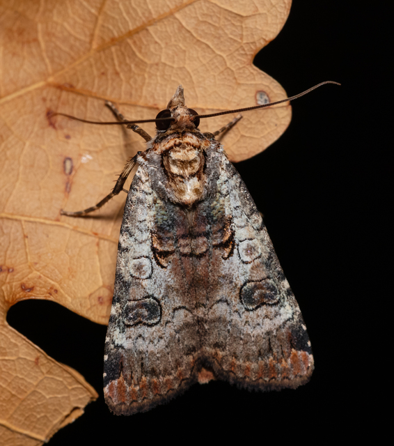 Epilecta linogrisea - karcsú sárgafűbagoly