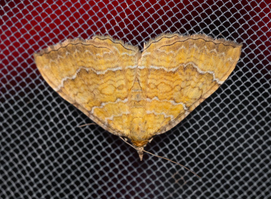 Camptogramma bilineata - kétvonalas sávosaraszoló