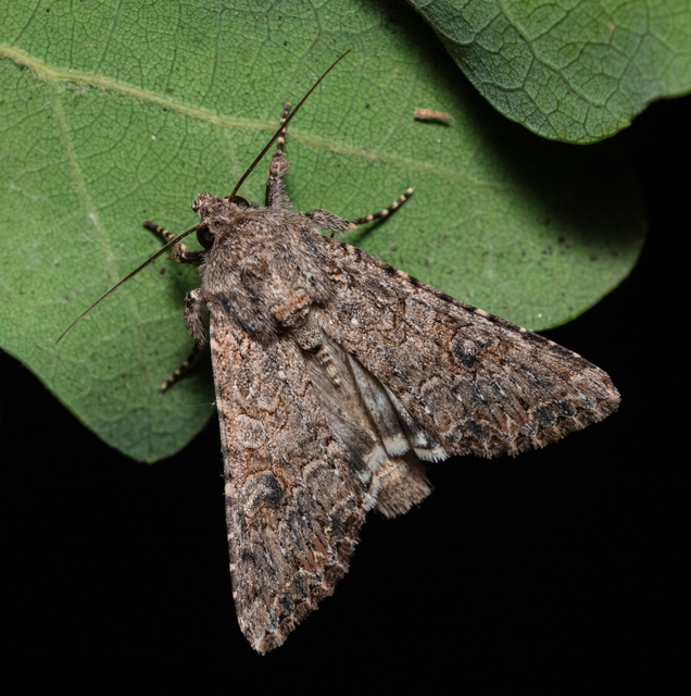 Hadula trifolii - lóherebagoly