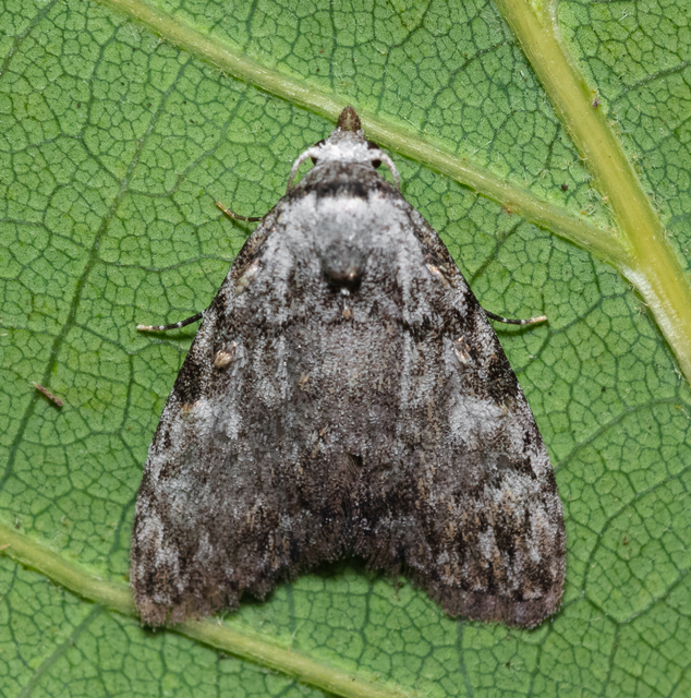 Meganola kolbi - szélesszárnyú pamacsosszövő