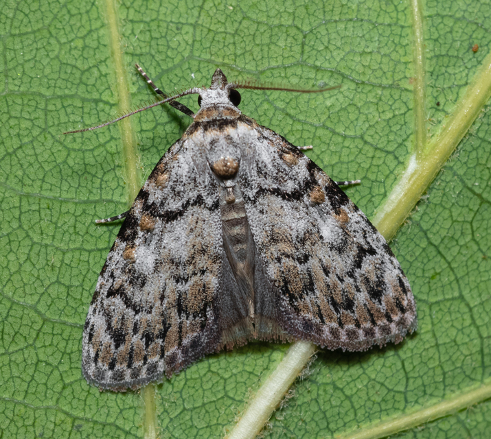 Meganola strigula - hamvas pamacsosszövő