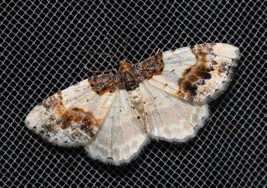 Ligdia adustata - barna levélaraszoló