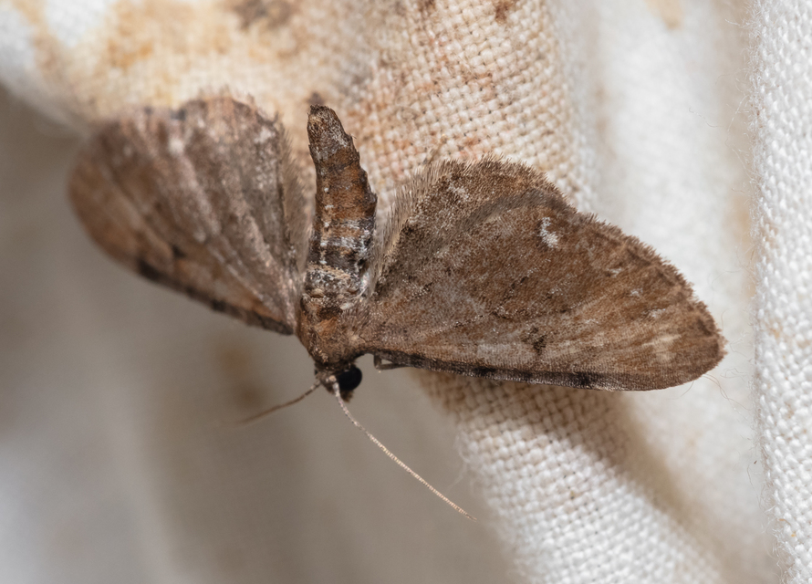 Eupithecia absinthiata - üröm-törpearaszoló