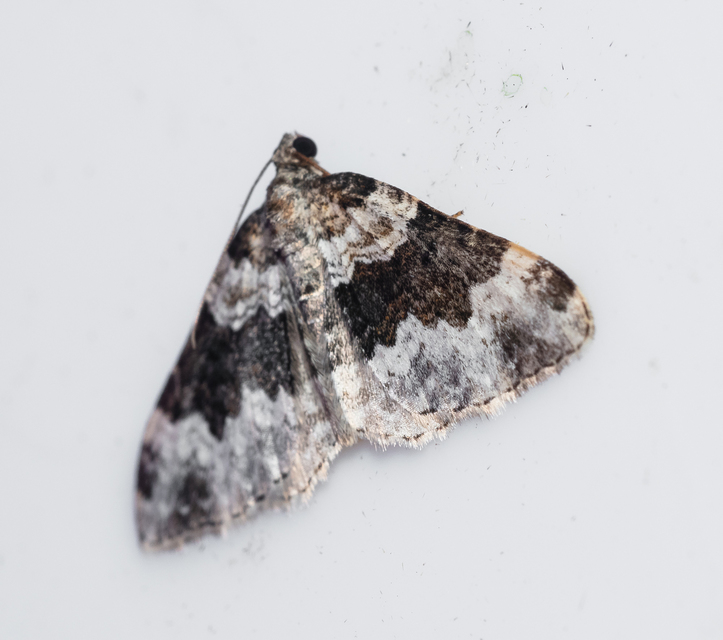 Epirrhoe galiata - sávos galajaraszoló
