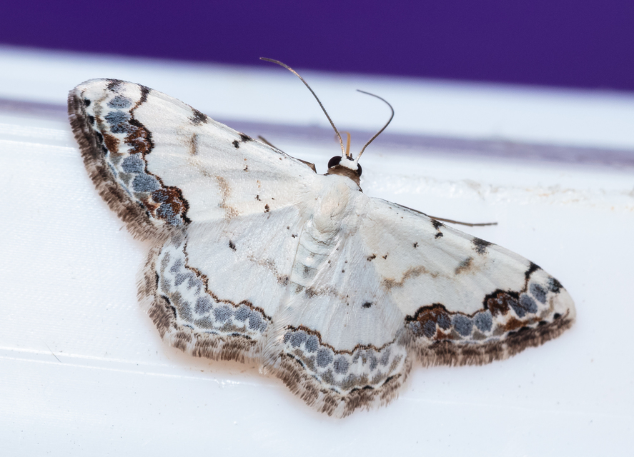 Scopula decorata - tarka fehéraraszoló