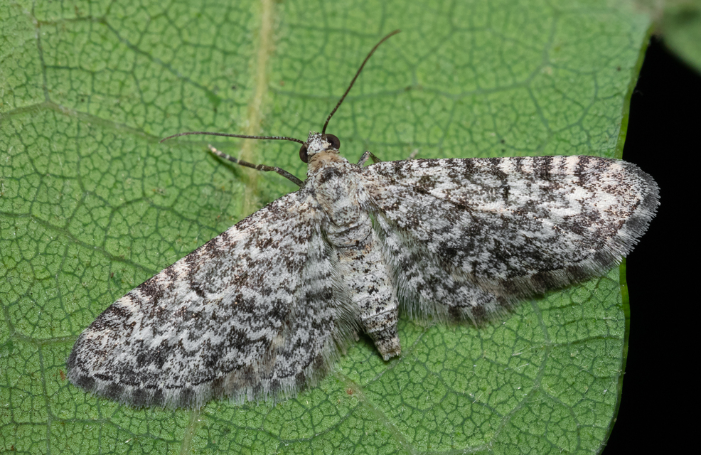 Eupithecia graphata - hangyabogáncs-törpearaszoló