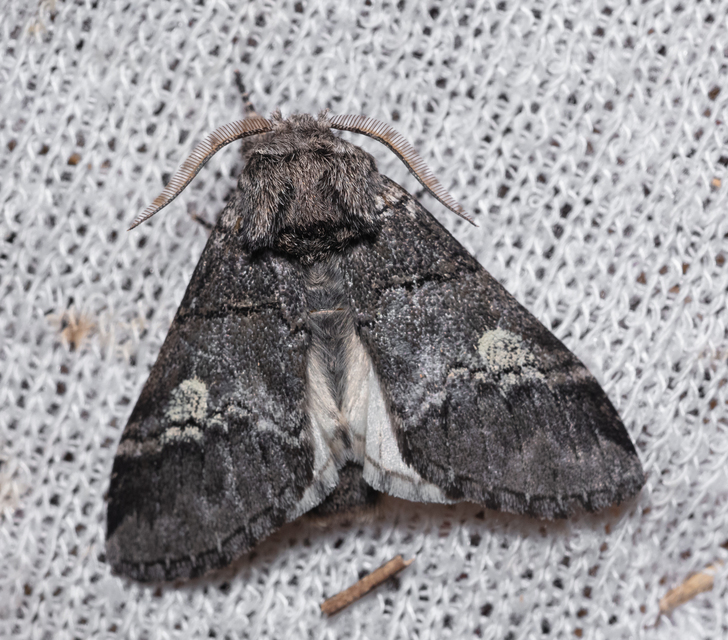 Drymonia querna - tölgyfa-púposszövő