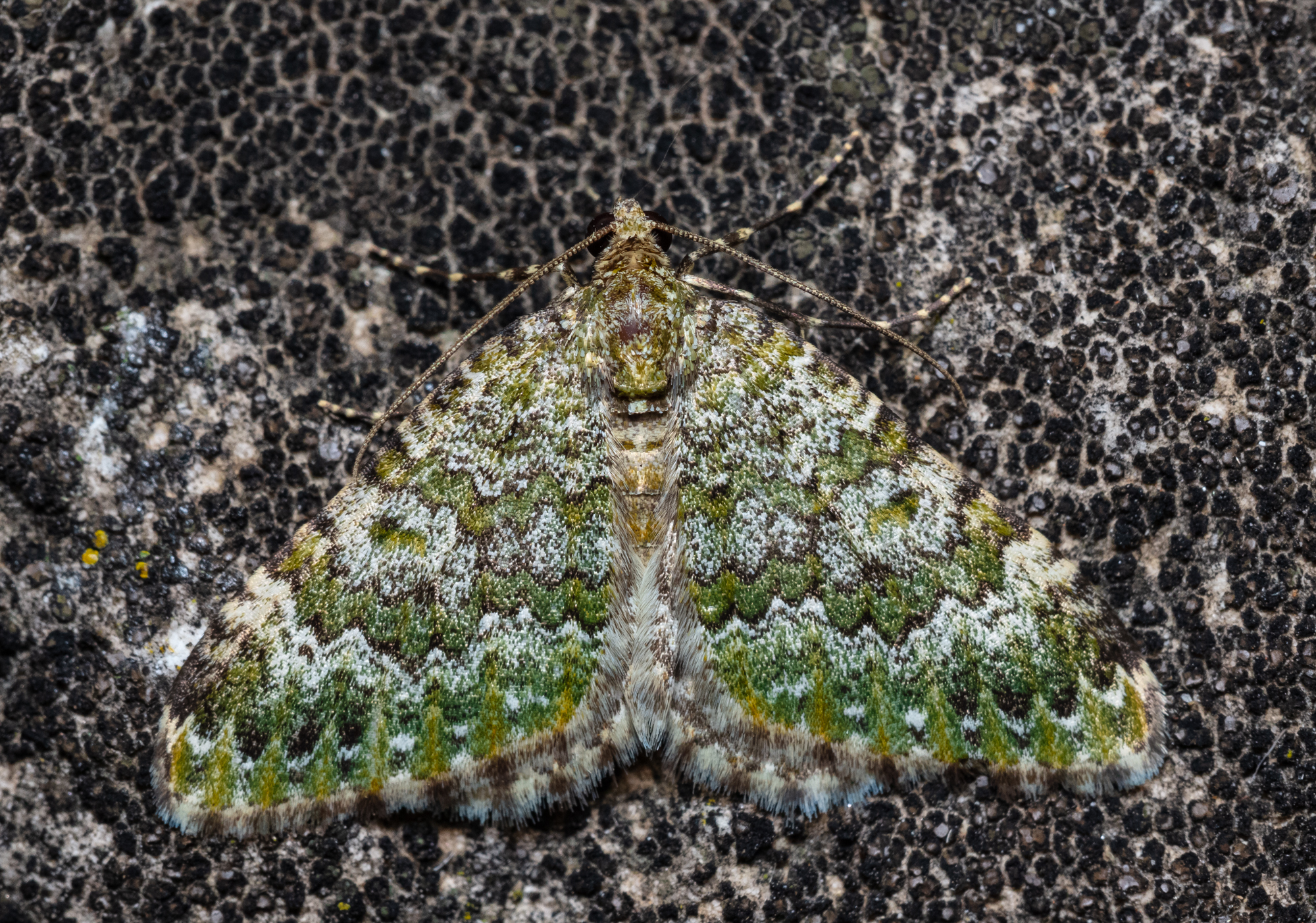 Euphyia frustata - zöldes tarkaaraszoló