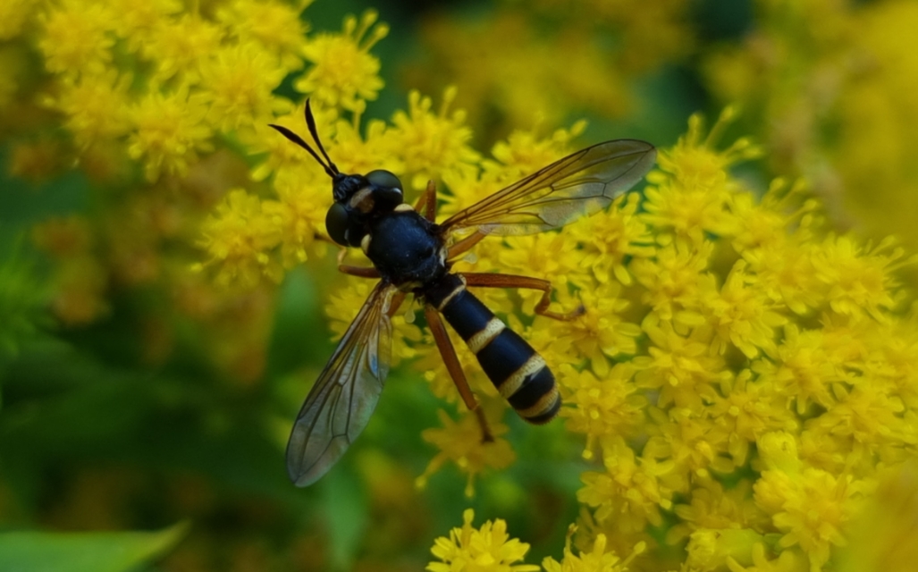 Conopidae - fejeslegyek