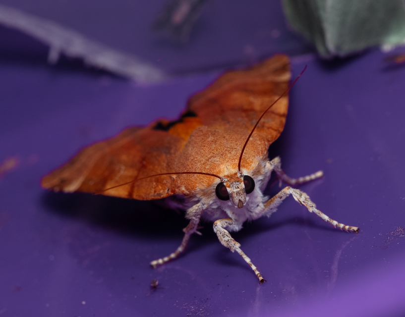 Noctua fimbriata - szélessávú sárgafűbagoly