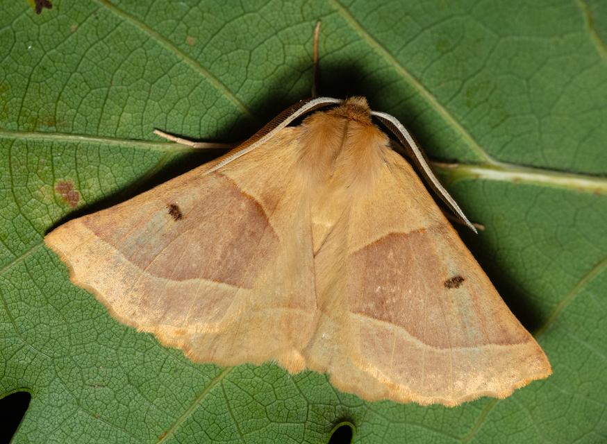 Crocallis elinguaria - sárga sávosaraszoló