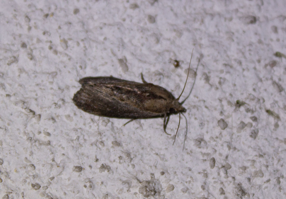 Galleria mellonella - nagy viaszmoly
