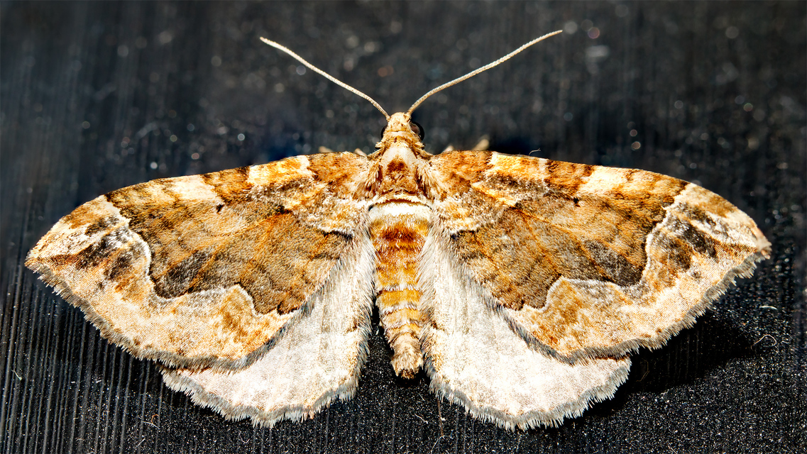 Pelurga comitata - nagy tarkaaraszoló
