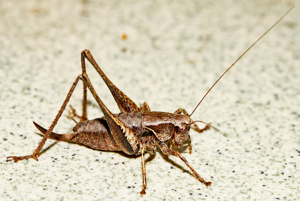 Pholidoptera griseoaptera - szürke avarszöcske