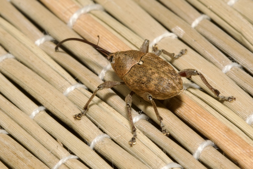 Curculio glandium - tölgymakkzsuzsóka