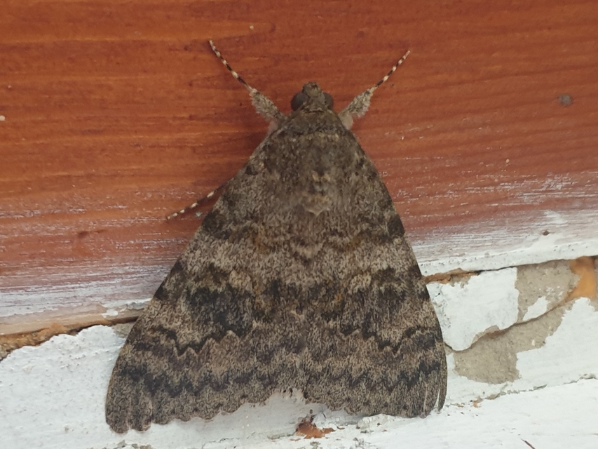 Catocala elocata - közönséges övesbagoly
